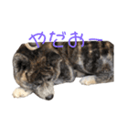 秋田犬 きなとら（個別スタンプ：10）