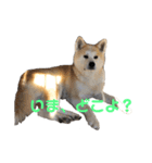 秋田犬 きなとら（個別スタンプ：11）