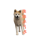 秋田犬 きなとら（個別スタンプ：12）