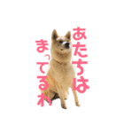 秋田犬 きなとら（個別スタンプ：13）