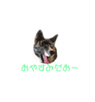 秋田犬 きなとら（個別スタンプ：14）