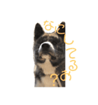 秋田犬 きなとら（個別スタンプ：15）