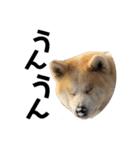 秋田犬 きなとら（個別スタンプ：16）