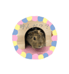 モルモット ちくもっちほのぼのスタンプ（個別スタンプ：2）