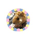 モルモット ちくもっちほのぼのスタンプ（個別スタンプ：4）