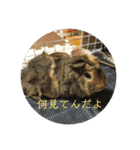 モルモット ちくもっちほのぼのスタンプ（個別スタンプ：7）