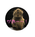 モルモット ちくもっちほのぼのスタンプ（個別スタンプ：21）