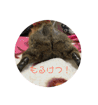 モルモット ちくもっちほのぼのスタンプ（個別スタンプ：22）