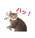こつぶスタンプ〜ときどき関西弁編〜（個別スタンプ：5）