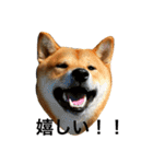 毎日使ってほしい柴犬とまのスタンプ（個別スタンプ：1）
