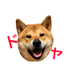 毎日使ってほしい柴犬とまのスタンプ（個別スタンプ：2）