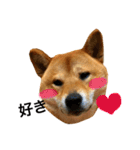 毎日使ってほしい柴犬とまのスタンプ（個別スタンプ：3）