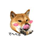 毎日使ってほしい柴犬とまのスタンプ（個別スタンプ：4）