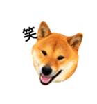 毎日使ってほしい柴犬とまのスタンプ（個別スタンプ：5）