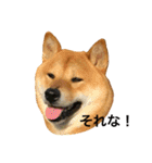 毎日使ってほしい柴犬とまのスタンプ（個別スタンプ：6）