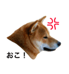 毎日使ってほしい柴犬とまのスタンプ（個別スタンプ：8）