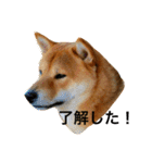 毎日使ってほしい柴犬とまのスタンプ（個別スタンプ：9）
