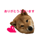 毎日使ってほしい柴犬とまのスタンプ（個別スタンプ：13）