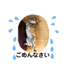 毎日使ってほしい柴犬とまのスタンプ（個別スタンプ：14）