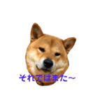 毎日使ってほしい柴犬とまのスタンプ（個別スタンプ：15）