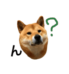 毎日使ってほしい柴犬とまのスタンプ（個別スタンプ：16）