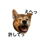 毎日使ってほしい柴犬とまのスタンプ（個別スタンプ：17）