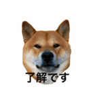 毎日使ってほしい柴犬とまのスタンプ（個別スタンプ：21）