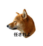 毎日使ってほしい柴犬とまのスタンプ（個別スタンプ：22）