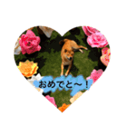 毎日使ってほしい柴犬とまのスタンプ（個別スタンプ：23）