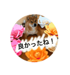 毎日使ってほしい柴犬とまのスタンプ（個別スタンプ：24）