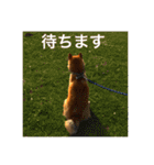 毎日使ってほしい柴犬とまのスタンプ（個別スタンプ：25）