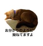 毎日使ってほしい柴犬とまのスタンプ（個別スタンプ：26）