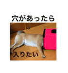 毎日使ってほしい柴犬とまのスタンプ（個別スタンプ：30）