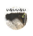 毎日使ってほしい柴犬とまのスタンプ（個別スタンプ：31）