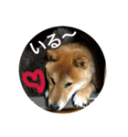 毎日使ってほしい柴犬とまのスタンプ（個別スタンプ：32）