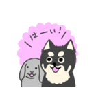 いつもベロが出ている癒し系チワワラピ（個別スタンプ：16）