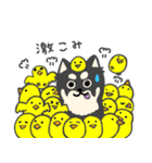 いつもベロが出ている癒し系チワワラピ（個別スタンプ：25）