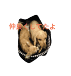我が家のわんたち 2（個別スタンプ：1）