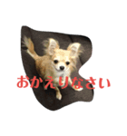 我が家のわんたち 2（個別スタンプ：2）
