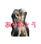 我が家のわんたち 2（個別スタンプ：3）