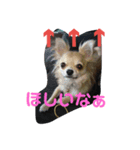 我が家のわんたち 2（個別スタンプ：5）