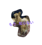 我が家のわんたち 2（個別スタンプ：6）