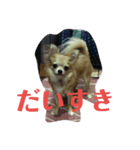 我が家のわんたち 2（個別スタンプ：7）