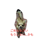 我が家のわんたち 2（個別スタンプ：8）