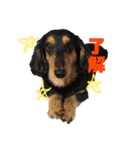 犬のチョコたち（個別スタンプ：1）