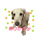 犬のチョコたち（個別スタンプ：2）