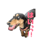 犬のチョコたち（個別スタンプ：3）