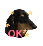 犬のチョコたち（個別スタンプ：4）