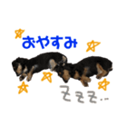 犬のチョコたち（個別スタンプ：5）