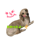 犬のチョコたち（個別スタンプ：6）